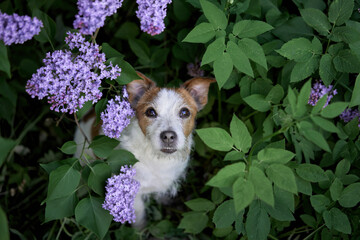 dog in lilac bushes. Happy jack russell terrier in nature, Pet portrait in bloom flowers