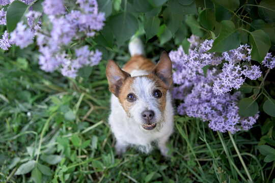 dog in lilac bushes. Happy jack russell terrier in nature, Pet portrait in bloom flowers