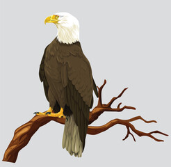 American bald eagle
