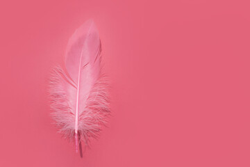 Delicate soft pink feather on pink background