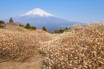 静岡県富士宮市白糸自然公園からの富士山