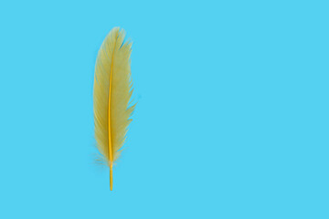 Textured yellow feather on blue background
