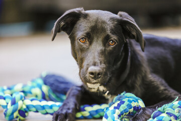 Close up image of sleek black kelpie x labrador breed dog chewing on blue rope toy outdoors