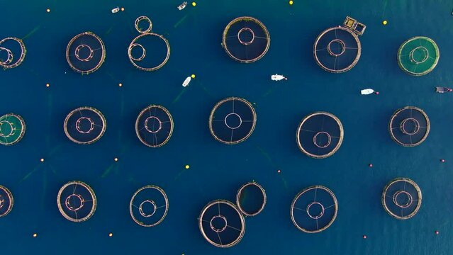 A sea farm on the coast, featuring circle-shaped net structures where mollusks, fish, and shrimps are grown. The camera shows a bird's eye view of the farm, highlighting the unique shapes and patterns
