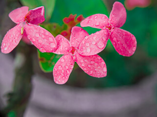 pink orchid flower