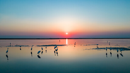 Migratory birds on the lake at sunset