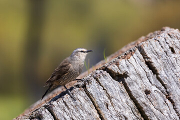 Adult Brown Treecreeper (Climacteris picumnus). A grey-brown bird with black streaking on the lower...