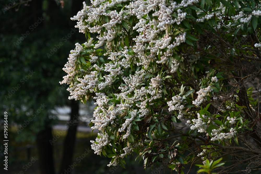 Sticker japanese andromeda flowers. ericaceae evergreen shrub. toxic plants. many white pot-shaped flowers b