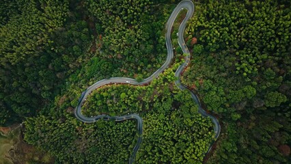 Aerial photography of dense jungle