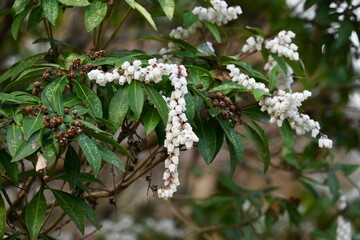 Japanese andromeda flowers. Ericaceae evergreen shrub.
Toxic plants. Many white pot-shaped flowers...