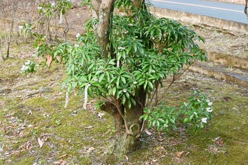 Japanese andromeda flowers. Ericaceae evergreen shrub.
Toxic plants. Many white pot-shaped flowers...