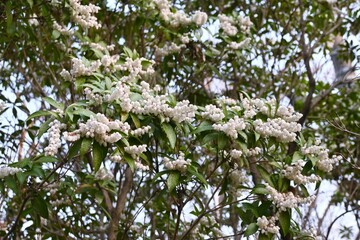 Japanese andromeda flowers. Ericaceae evergreen shrub.
Toxic plants. Many white pot-shaped flowers bloom from March to May.