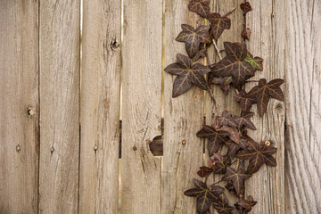beautiful green leaves and plant growing on top of wooden background fence showing natural fresh...