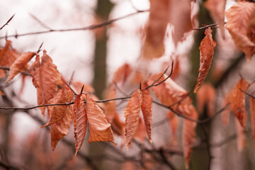 autumn leaves on a tree