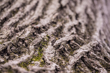 moss on tree trunk