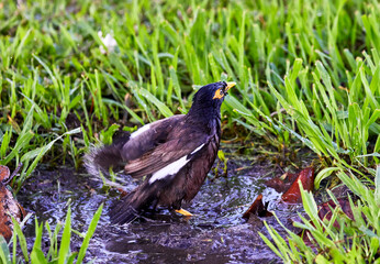 A Minah Bird taking a bath in a puddle of water in the grass
