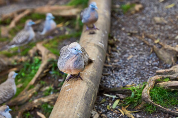 A Zebra Dove sitting on a piece of fallen Bamboo