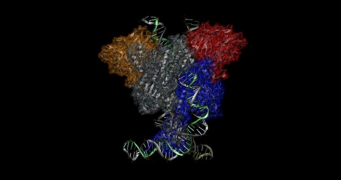 RAG endonuclease in complex with 12-RSS and 23-RSS substrate DNAs, 3D molecule 4K spinning