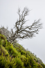 Crooked white tree on the slope of Madeira nature hill with tropical green plants. Cloudy fog as a white background.