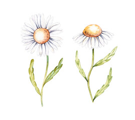 Watercolor set of isolated daisies on a white background