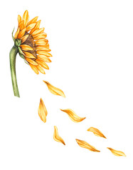Watercolor sunflower with flying petals on white background
