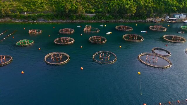 A sea farm on the coast, featuring circle-shaped net structures where mollusks, fish, and shrimps are grown. The camera shows a bird's eye view of the farm, highlighting the unique shapes and patterns