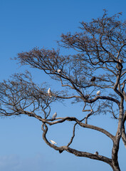 White and Black Pigeons in a Leafless Tree Under Blue Sky.