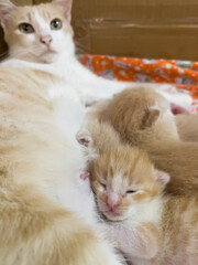 Newborn cat babies breastfeeding on mommy