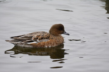 Eurasian Wigeon Female