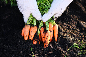 fresh carrots growing in carrot field vegetable grows in the garden in the soil organic farm harvest agricultural product nature, carrot on ground with hand holding carrot - 579567069