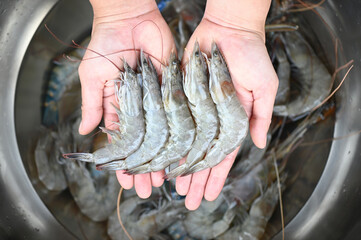white shrimp raw shrimps on hand washing shrimp on bowl, fresh shrimp prawns for cooking seafood...