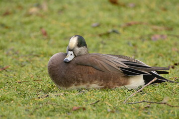 American Wigeon Male