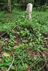 fallen trunk in woods and roots