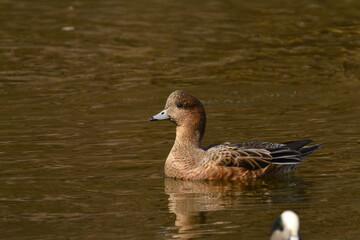 Eurasian Wigeon Female