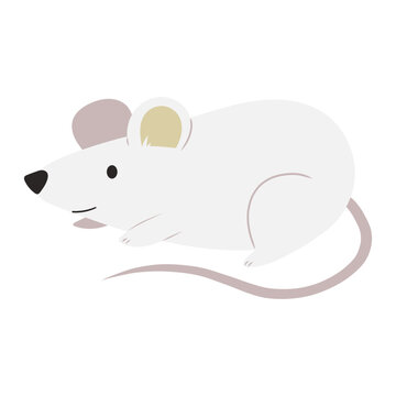 mouse animal illustration