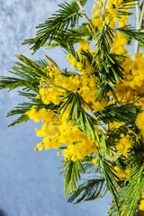 Mimosa flowers. Golden wattle tree in bloom. Wattle Bloom in Differential Focus. Closeup of yellow acacia (mimosa) trees on the nature. Selective focus.