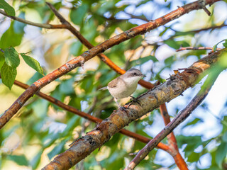 Common chiffchaff, lat. phylloscopus collybita, sitting on branch of bush in spring and looking for food