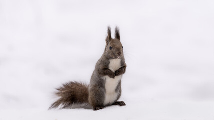 立ち上がったエゾリス