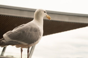 Seagull standing alone. Adorable white seagull with gray wings and yellow beak standing against blurred background of nature in daytime