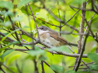 Common chiffchaff, lat. phylloscopus collybita, sitting on branch of bush in spring and looking for food