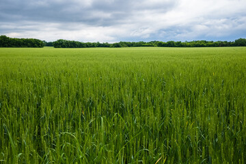 Wheat Field in rural Nashville, Tennessee
