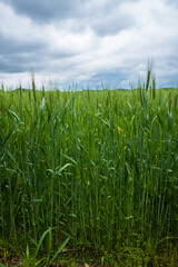 Obraz premium Wheat Field in rural Nashville, Tennessee