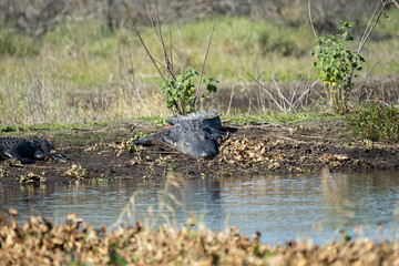 American alligators enjoying the heat from the sun on the bank of the lake in Florida