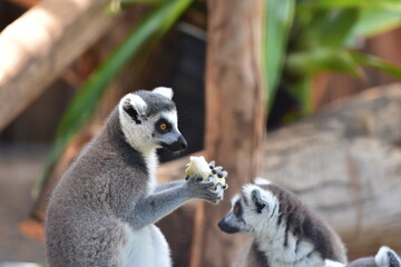 African Wildlife in the Zoo