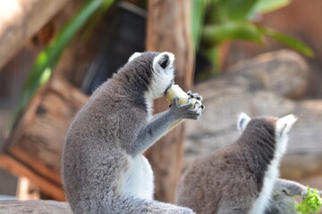 African Wildlife in the Zoo