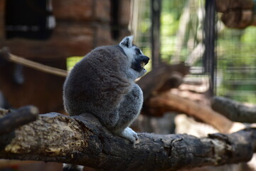 African Wildlife in the Zoo