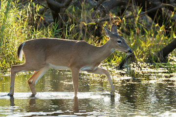 Key Deer in natural habitat in Florida state park