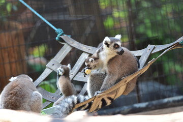 African Wildlife in the Zoo