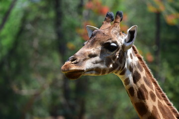 Naklejka premium African Wildlife in the Zoo