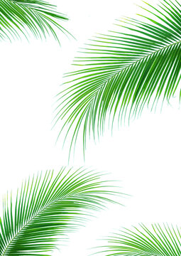 Palm leaves or Leaves of coconut, tropical leaf isolated. PNG transparency